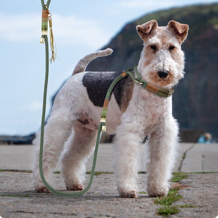 Dog Collar & Leash – Anti-Escape Collar with Hand Rope