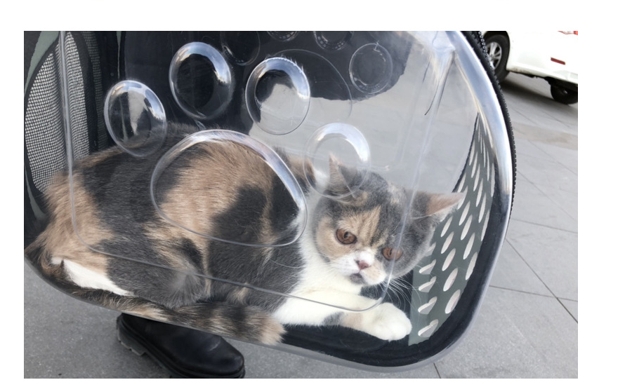 Cat Backpack – Transparent Space Capsule Carrier for Pets